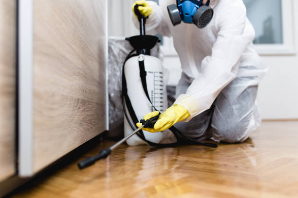 Best Flea Control Services  in Bella Vista, AR