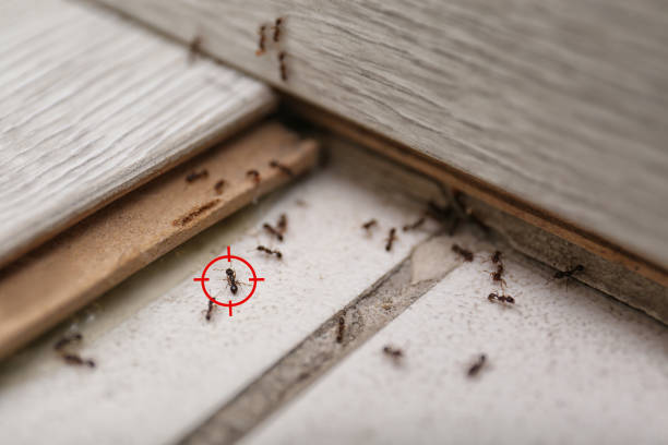 Best Pest Inspection Near Me  in Bella Vista, AR