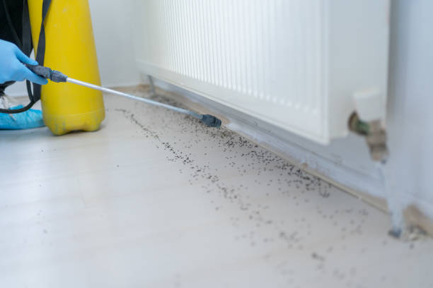 Best Best Pest Control Companies  in Bella Vista, AR